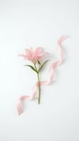 Pink lily flower with flowing satin ribbon on white background for wedding invitations, greeting cards, romantic designs and feminine branding projects.