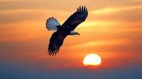 Majestic bald eagle soaring against vibrant orange sunset sky with glowing sun on horizon, wings spread wide in graceful flight silhouette, capturing freedom and power.