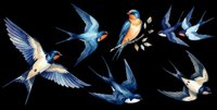 Swallows in flight with blue plumage and orange breasts, isolated on transparent background. Ready for t-shirt designs, clipart, stickers, sublimation, and print-on-demand products.