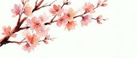 Delicate pink cherry blossom branch with soft petals on white background, spring flowering tree limb isolated for seasonal design projects.