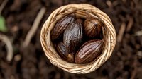Fresh brown cacao pods in woven basket viewed from above on dark soil background, natural organic chocolate ingredients for food production.