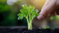 Young green celery seedling emerging from dark soil with protective hand gesture symbolizing growth care and sustainable agriculture practices.