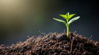Young green plant seedling emerging from rich dark soil with bright sunlight creating dramatic lighting for growth and nature concepts.