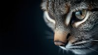 Close-up of tabby cat face with amber eye against dark background, showing whiskers and detailed fur texture in dramatic lighting.