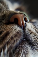 Extreme macro close-up of a dog's wet nose and fur, showing intricate details of whiskers and moisture droplets. Perfect for veterinary, pet care, or animal photography projects.