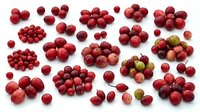 Red apples arranged in clusters on white background, isolated and ready for design use on packaging, marketing materials, recipe blogs, and culinary publications.