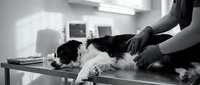 Black and white photograph of a veterinarian examining a small black and white dog on an examination table during a medical checkup or health consultation.