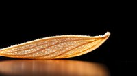 Dried orange flower petal with delicate veins and translucent texture on dark background with warm backlight creating ethereal natural macro photography.