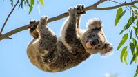 Adorable koala hanging upside down from eucalyptus branch against blue sky, showcasing natural wildlife behavior and Australian marsupial in native habitat.