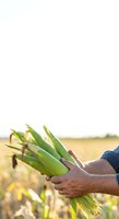 Farmer holding fresh corn cobs in hands at harvest time in agricultural field. Ripe maize crop ready for picking and processing.