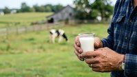Farmer holding glass of fresh milk with dairy cows grazing in pasture field behind, agricultural production and farm-to-table concept for dairy industry marketing.