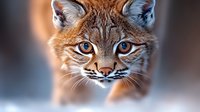Close up portrait of wild bobcat with intense blue eyes and detailed facial features against blurred natural background, showing fierce predator expression.