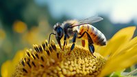 Macro shot of honey bee collecting pollen on bright yellow sunflower center. Detailed view shows bee's wings, legs and fuzzy body against blurred natural background.