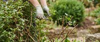 Close-up of gardener's hands in work gloves pruning shrubs and branches in outdoor garden setting for landscaping and plant maintenance.
