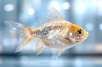 Orange and white goldfish swimming gracefully against blurred blue bokeh background, displaying detailed scales and flowing fins in crystal clear water.