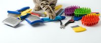 Tabby kitten exploring colorful pet grooming tools including brushes, combs, and massage rollers on white background for pet care and animal wellness content.