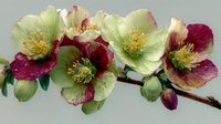 Hellebore flowers blooming on branch with green and burgundy petals, yellow stamens. Spring garden perennial plant for botanical design projects.