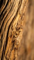 Weathered wood grain texture with natural brown patterns and rustic surface detail for organic design projects and natural material backgrounds.