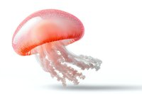 Pink luminous jellyfish with translucent tentacles floating gracefully against white background, glowing ethereal creature in motion creates dreamy underwater atmosphere.