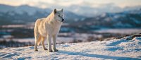 Arctic wolf standing on snowy mountain ridge during golden hour with dramatic mountain landscape in background for wildlife and nature projects.