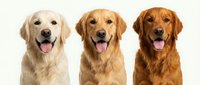 Three happy golden retriever dogs with tongues out showing different coat colors from light to dark golden sitting together on white background.