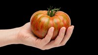 Fresh ripe tomato held in open palm, isolated on transparent background. Ready for clipart, print-on-demand designs, t-shirt graphics, stickers, and sublimation projects.