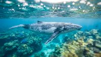 Humpback whale swimming underwater in crystal clear tropical ocean waters with sunlight filtering through surface creating magical marine wildlife scene.