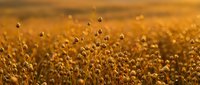 Golden flax field at sunset with delicate seed pods swaying in warm light creating peaceful agricultural landscape for natural wellness and organic farming concepts.