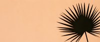 Silhouette of spiky plant leaf against warm peachy background, suitable for botanical designs, nature-themed graphics, and minimalist wall art projects.