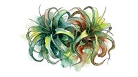 Watercolor illustration of a potted succulent plant with long, curved green and brown leaves radiating outward, rendered in soft washes and botanical detail for home decor and gardening design projects.