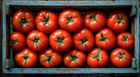 Fresh ripe red tomatoes arranged in rustic blue wooden crate, top view. Green stems visible on bright, uniform vegetables create striking contrast.
