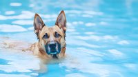 German Shepherd dog swimming in bright blue pool water on sunny summer day, close up portrait of wet purebred canine enjoying refreshing swim.