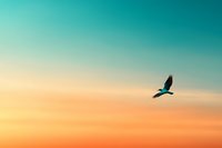 Silhouette of lone bird soaring against vibrant gradient sky with turquoise and orange sunset colors, creating peaceful minimalist nature scene.