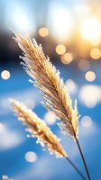 Frost-covered golden grass plume against blue winter background with soft bokeh lights creating magical morning atmosphere. Suitable for seasonal greeting cards.