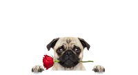 Adorable pug dog holding red rose in mouth on white background, romantic Valentine's Day pet portrait for greeting cards and love-themed designs.