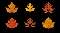 Six autumn leaves in orange, red, and yellow tones, isolated on transparent background. Ready for T-shirts, stickers, sublimation, print on demand, and clipart design use.