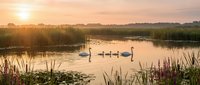 Swan family swimming in calm lake at sunrise with golden light reflecting on water and reeds along shoreline, suitable for nature, wildlife and landscape design projects.