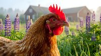 Brown hen with red comb in garden with purple lupine flowers and farmhouse background. Farm poultry portrait for agriculture and rural lifestyle content.