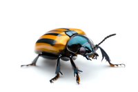 Metallic blue and orange beetle macro photography on white background shows detailed insect anatomy with striking iridescent shell pattern and articulated legs.