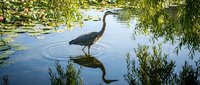 Great blue heron standing in calm pond water with lily pads and weeping willow branches creating peaceful wetland scene for nature photography projects.