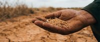 Farmer holding handful of grain seeds in palm over dry agricultural field during harvest season.