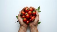 Fresh cherry tomatoes cupped in hands with basil leaves on white background for healthy cooking and organic farming concepts.