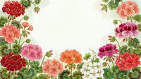 Colorful geranium flowers in red, pink, orange, and white arranged as a floral border frame on a light background with copy space.