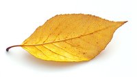 Single yellow autumn leaf with detailed veins and natural texture isolated on white background, suitable for seasonal designs and nature compositions.