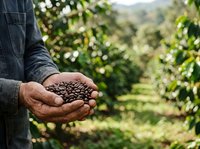 Farmer holding roasted coffee beans in hands at plantation field, showing harvest and agricultural production for farming, agriculture, and food industry concepts.