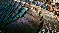 Iridescent feathers display vibrant turquoise, purple, and bronze metallic hues with intricate texture details, suitable for nature, wildlife, and design projects.