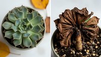 Healthy and dying succulent plants in pots showing plant care contrast for gardening education and houseplant maintenance concepts.