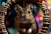 Curious brown mouse peeking through woven basket opening with colorful bokeh lights in background, close-up portrait showing detailed whiskers and bright eyes.