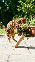 Bengal cat playing with wooden toy on garden patio, scratching and batting at enrichment toy outdoors surrounded by green plants and foliage.