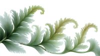 Elegant curled fern fronds in soft sage green and white tones create graceful organic curves against white background, isolated design element for nature decor.